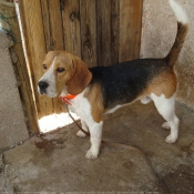 Photo de Beagle