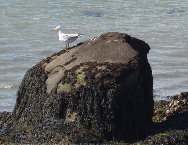 Photo de Mouette