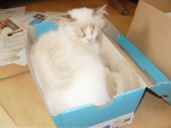 Photo de Ragdoll