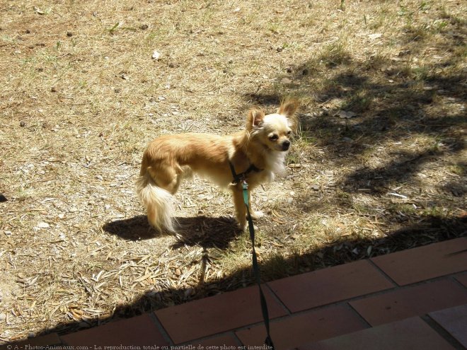 Photo de Chihuahua  poil long