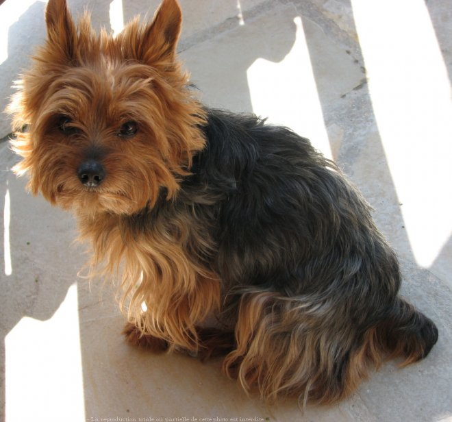 Photo de Yorkshire terrier