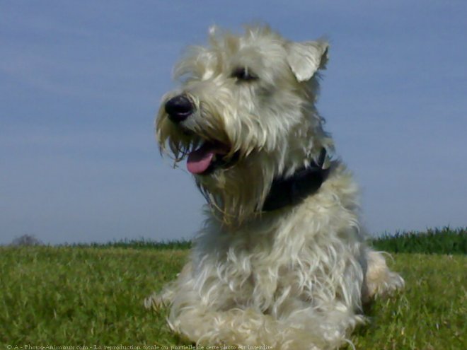 Photo de Terrier irlandais  poils doux