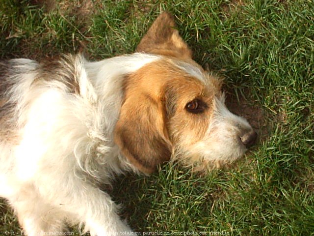 Photo de Petit basset griffon venden