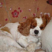 Photo de Cavalier king charles spaniel