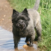 Photo de Cairn terrier