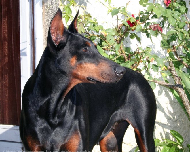 Photo de Dobermann