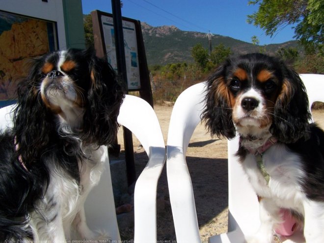 Photo de Cavalier king charles spaniel