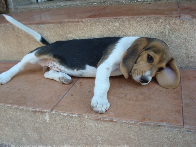 Photo de Beagle