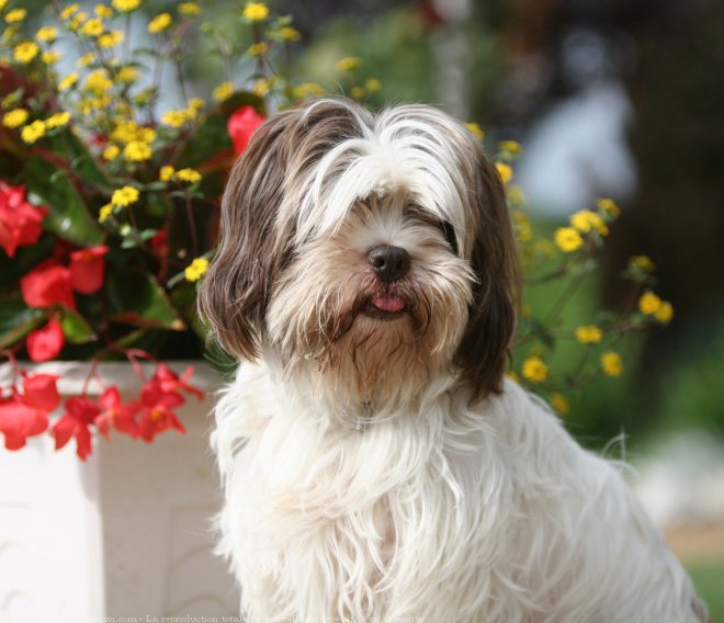 Photo de Lhassa apso