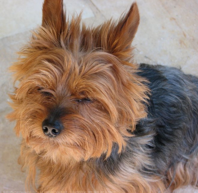 Photo de Yorkshire terrier