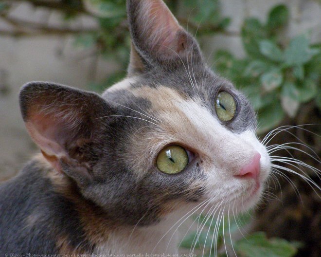 Photo de Chat domestique