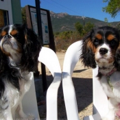 Photo de Cavalier king charles spaniel