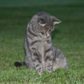 Photo de Chat domestique