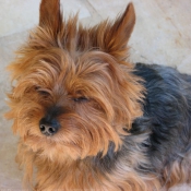 Photo de Yorkshire terrier