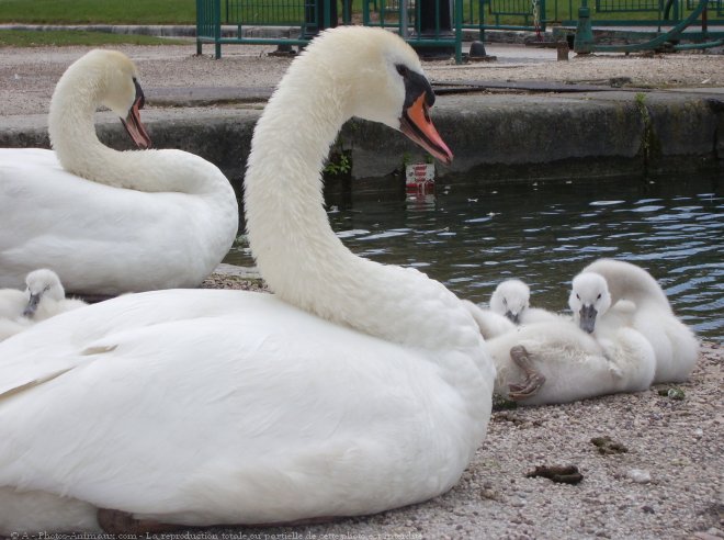 Photo de Cygne