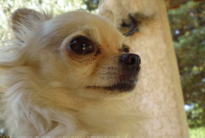 Photo de Chihuahua  poil long