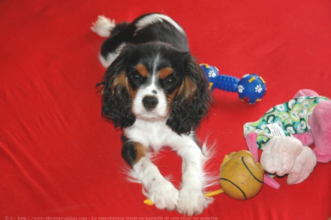 Photo de Cavalier king charles spaniel