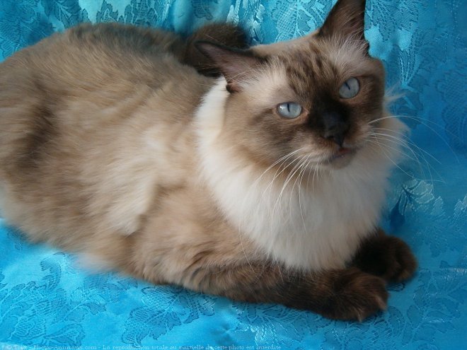 Photo de Sacr de birmanie