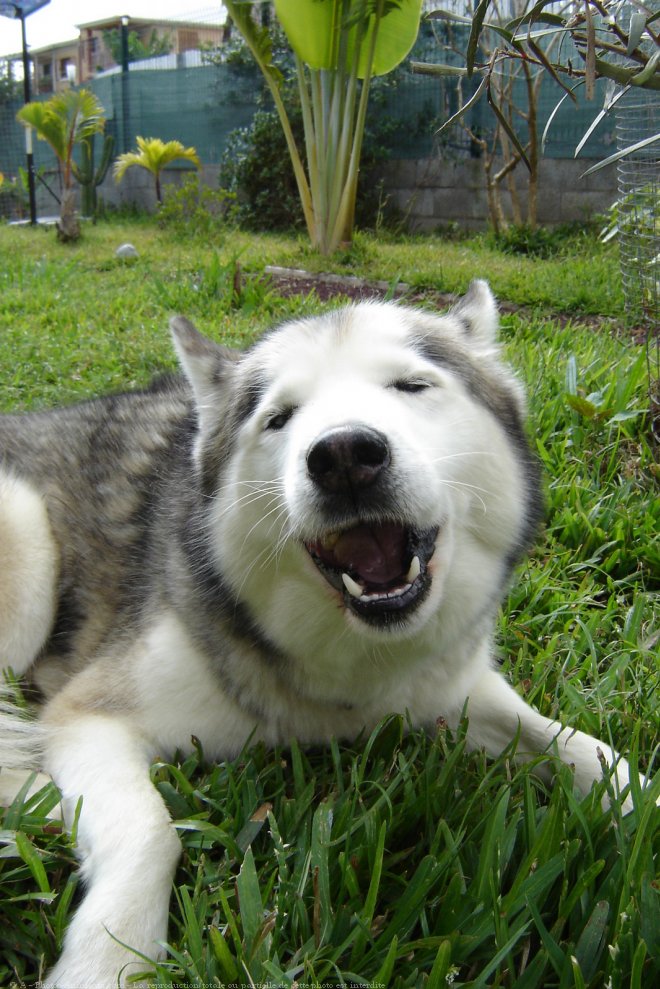 Photo de Husky siberien