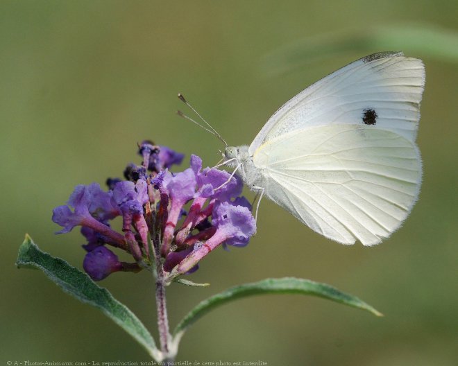 Photo de Papillon - piride