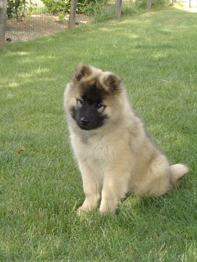 Photo d'Eurasier