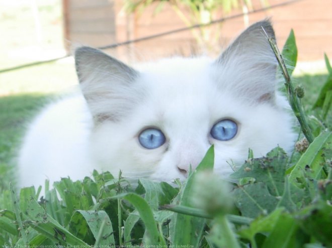 Photo de Ragdoll