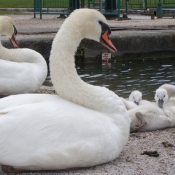 Photo de Cygne