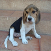 Photo de Beagle