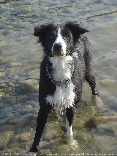 Photo de Border collie