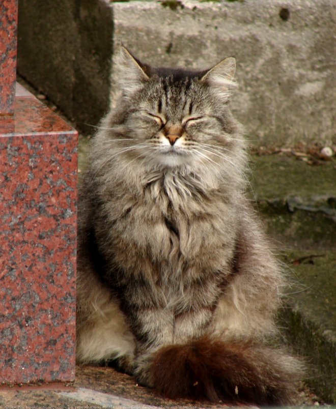 Photo de Chat domestique