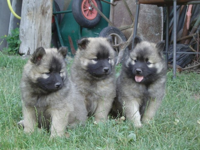 Photo d'Eurasier