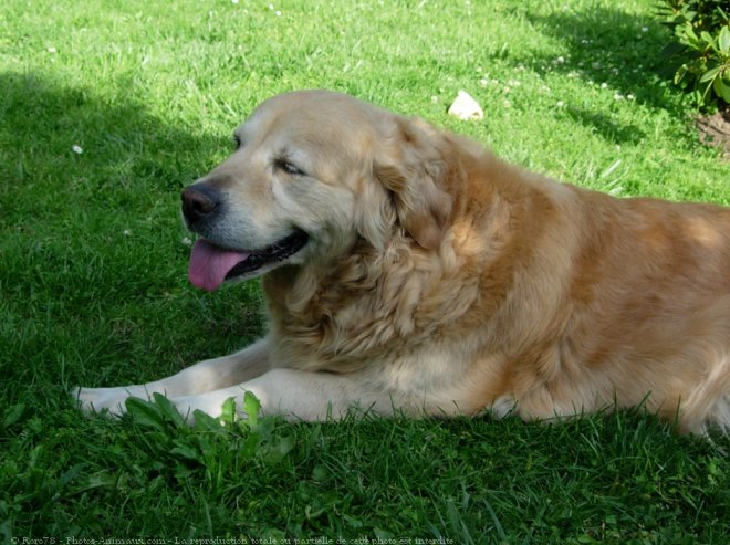 Photo de Golden retriever