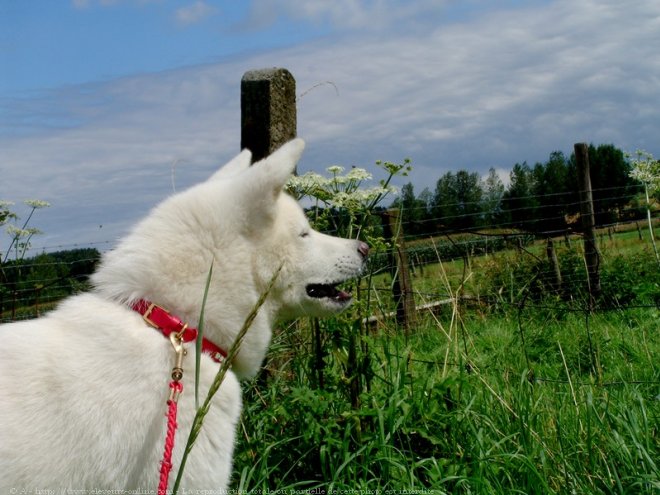 Photo d'Akita inu