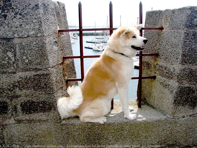 Photo d'Akita inu