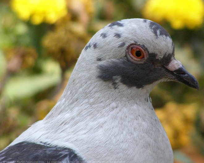 Photo de Pigeon