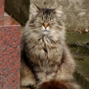 Photo de Chat domestique