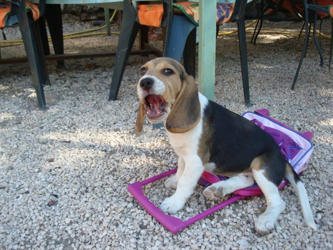 Photo de Beagle