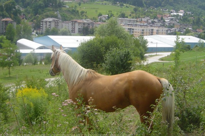 Photo de Quarter horse