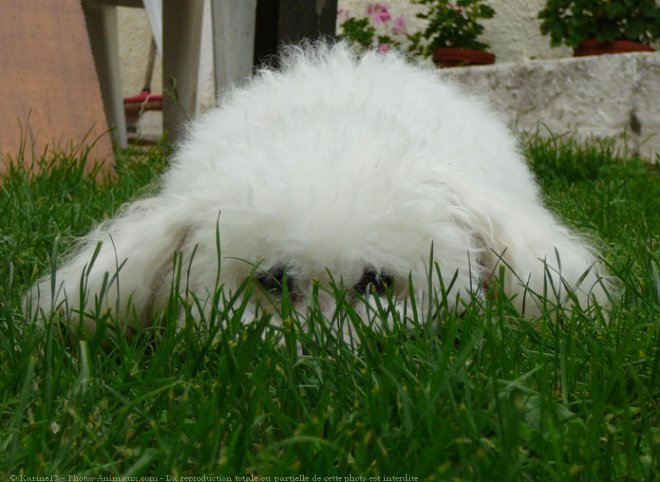 Photo de Bichon  poil fris