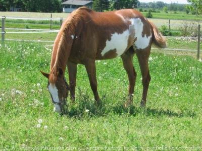 Photo de Quarter horse