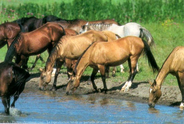 Photo de Races diffrentes