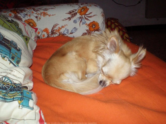 Photo de Chihuahua  poil long