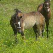 Photo de Poney franais de selle