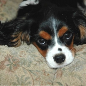 Photo de Cavalier king charles spaniel