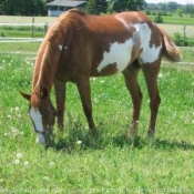 Photo de Quarter horse