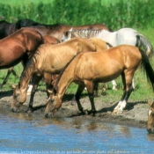 Photo de Races diffrentes