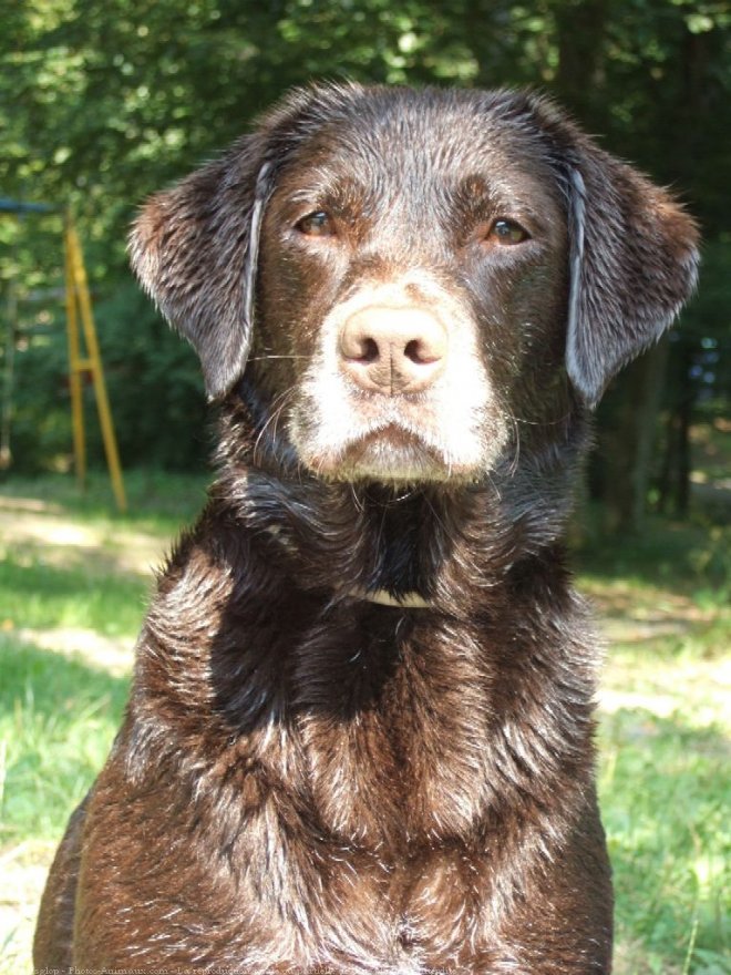 Photo de Labrador retriever