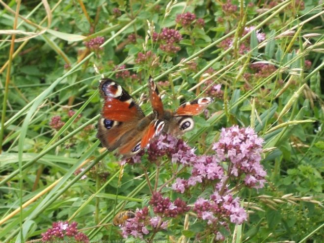 Photo de Papillon