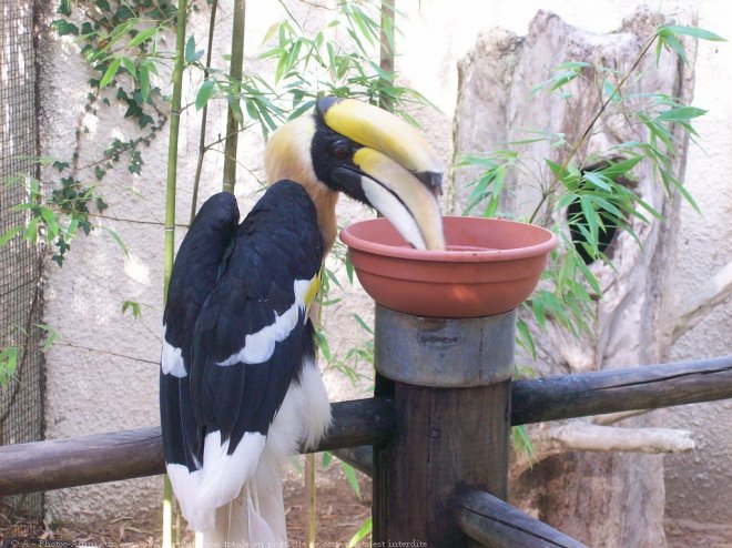 Photo de Toucan