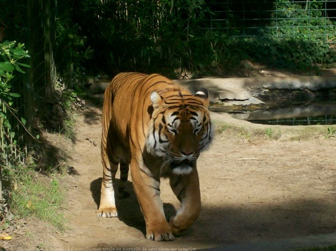 Photo de Tigre